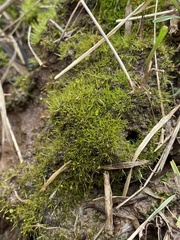 Weissia brachycarpa