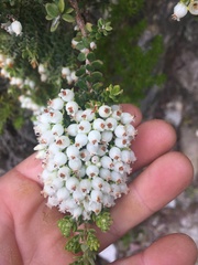 Erica marifolia