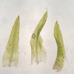 Weissia brachycarpa