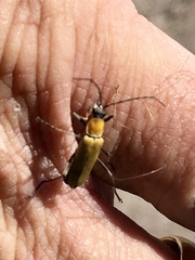 Chauliognathus misellus