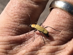 Chauliognathus misellus