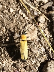 Chauliognathus misellus