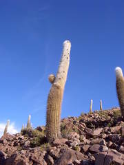 Trichocereus atacamensis
