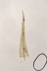 Dicranella varia