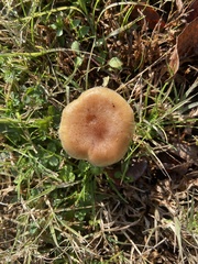 Marasmius
