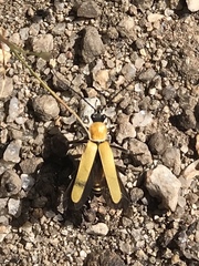 Chauliognathus misellus