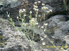 Centaurea pseudoleucolepis
