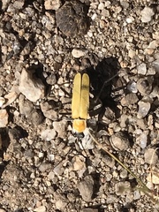 Chauliognathus misellus