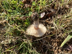 Marasmius