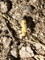 Chauliognathus misellus