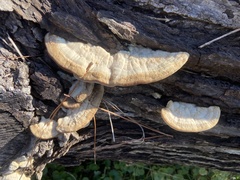 Trametes lactinea