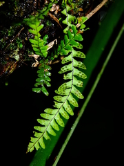 Lellingeria suspensa