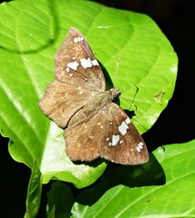 Celaenorrhinus similis