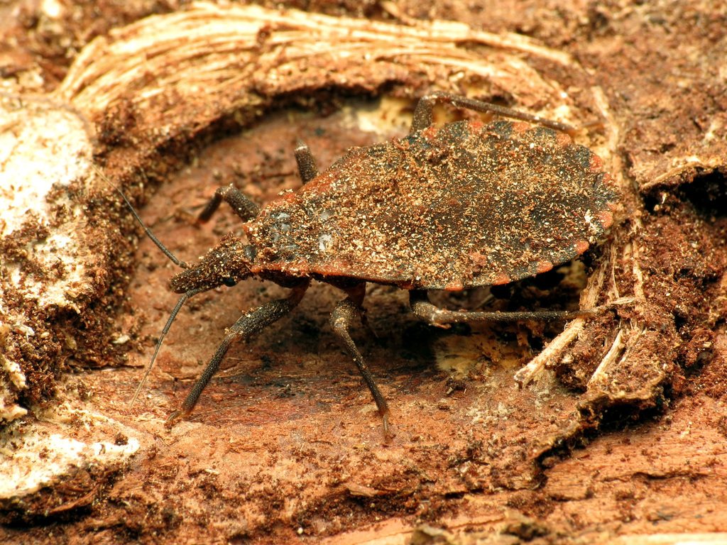 Eastern bloodsucking conenose (Triatoma sanguisuga)