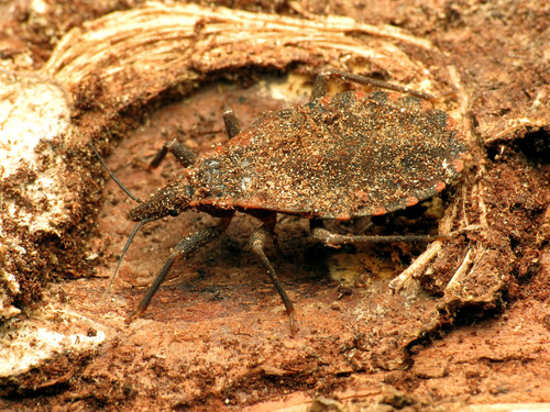 Eastern Bloodsucking Conenose photographed in Oregon