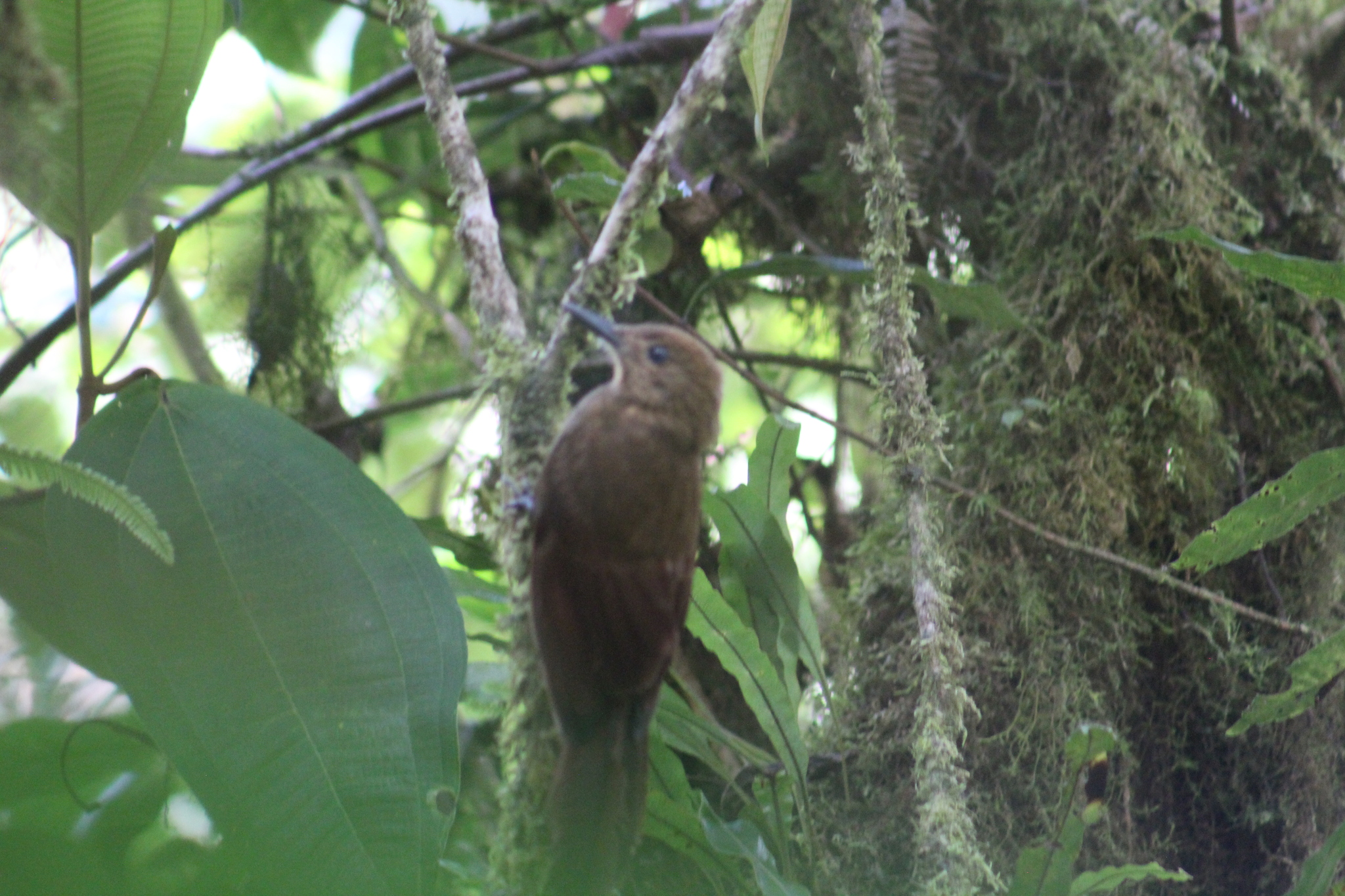 Tyrannine Woodcreeper (Dendrocincla tyrannina), photo 6