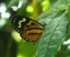 Hypothyris euclea laphria