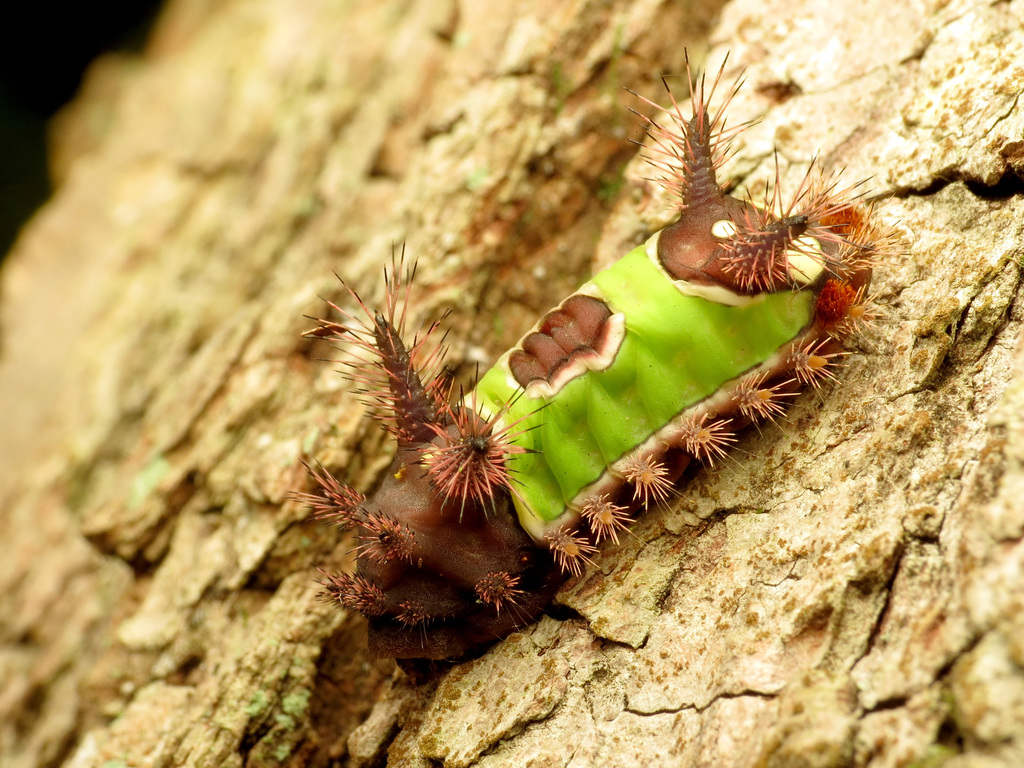 Saddleback caterpillar moth (Acharia stimulea)