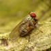 House Flies and Allies - Photo (c) Katja Schulz, some rights reserved (CC BY)