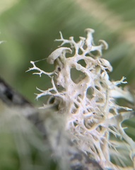 Ramalina dilacerata