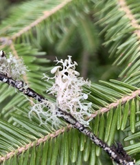 Ramalina dilacerata