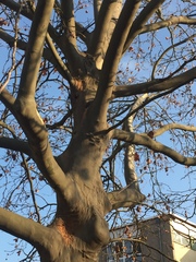 Platanaceae