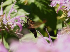 Hemaris diffinis