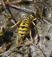Vespula sulphurea