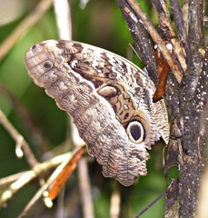 Caligo beltrao