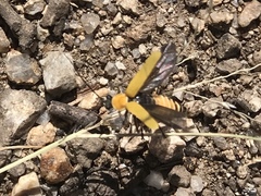 Chauliognathus misellus