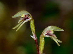 Townsonia deflexa