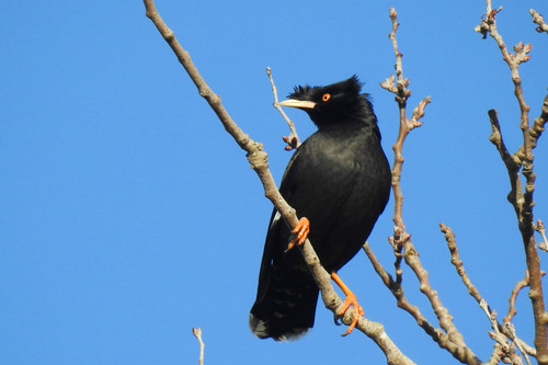 Crested Myna