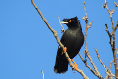 Crested Myna photo 2