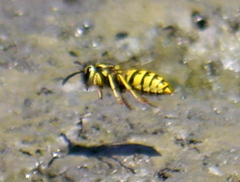 Vespula sulphurea