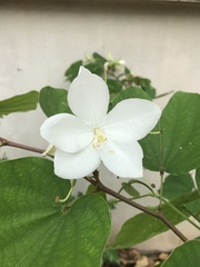 Bauhinia acuminata