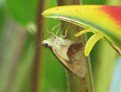 Calpodes longirostris