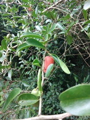 Ximenia americana microphylla