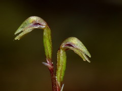 Townsonia deflexa