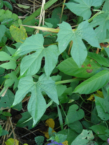 Ipomoea neei