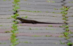 Eutropis rudis