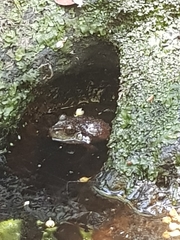 Platyplectrum fletcheri