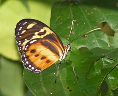 Tithorea harmonia pseudethra