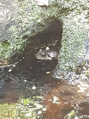 Platyplectrum fletcheri