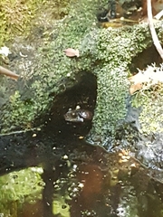 Platyplectrum fletcheri