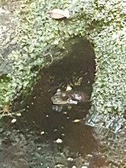 Platyplectrum fletcheri