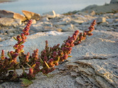 Oxybasis chenopodioides