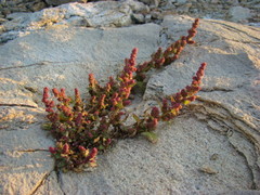 Oxybasis chenopodioides