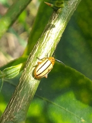 Disonycha peruana