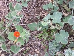 Sphaeralcea lindheimeri