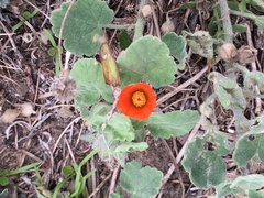 Sphaeralcea lindheimeri